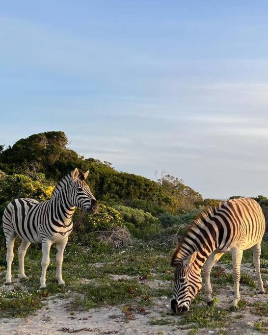 Ocean Retreat, Romansbaai غانسباي المظهر الخارجي الصورة